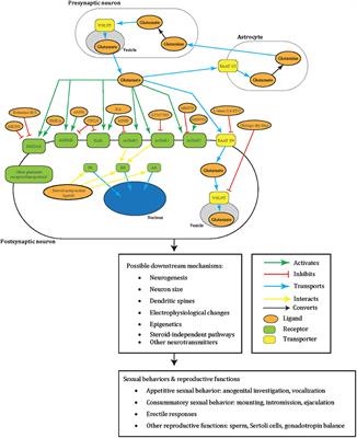 Glutamate in Male and Female Sexual Behavior: Receptors, Transporters, and Steroid Independence